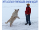 a483442-Copy of KILLER SNOW WOLF.jpg